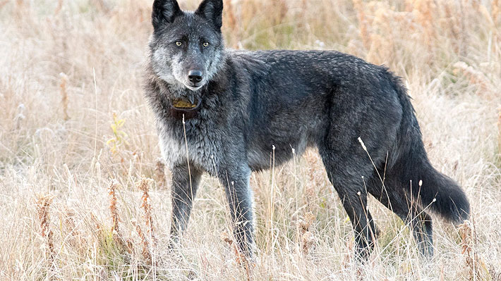 Famosa loba del parque Yellowstone murió "legalmente" en manos de un cazador de trofeos
