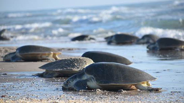 Advierten que tortugas del Pacífico, Atlántico y mar Mediterráneo tienen microplásticos en su organismo