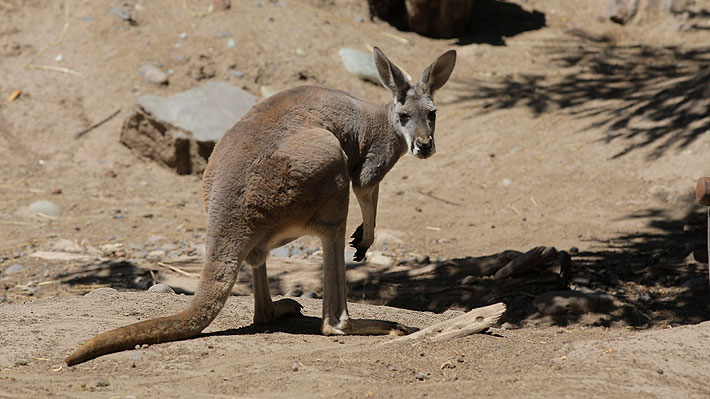 Australiano es condenado a cinco meses de cárcel por brutal ataque a un canguro: Lo apuñaló más de 20 veces