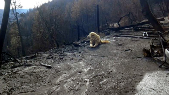 Tras incendios de California: Perro esperó casi un mes a que volvieran sus dueños en casa destruida por el fuego