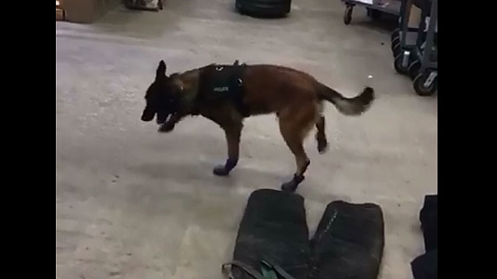 Video: Perro policía estadounidense intenta acostumbrarse a su nuevo "equipamiento invernal"