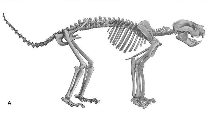 Encuentran las últimas piezas fosiles del extinto "león marsupial" de Australia