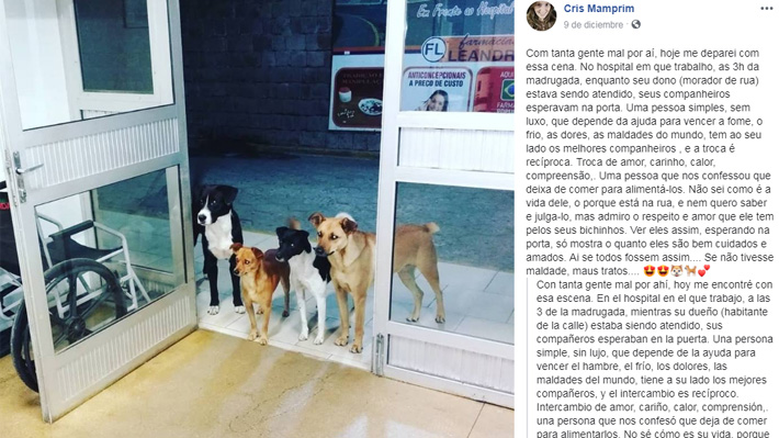 Foto conmueve a Brasil: La historia tras la imagen de cuatro perros esperando a su dueño en la puerta de un hospital