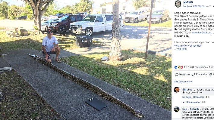 Impresionante pitón birmana de 5,4 metros de largo fue capturada en Miami