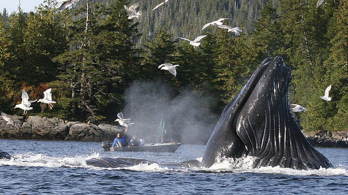 ONG Sea Shepherd celebra decisión de Japón porque podrá crear una reserva de ballenas en el Atlántico Sur