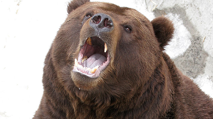 Cazador ruso fue devorado por el oso pardo al que crió desde cachorro