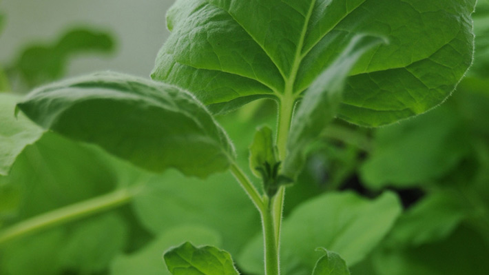Modificación genética en plantas produce un "atajo" en la fotosíntesis que mejora la productividad de los cultivos