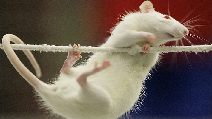 Polémica en China por estudiante que torturó y mató a una rata: Aseguró que se había comido a su mascota