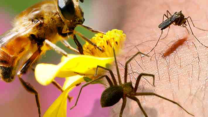 Plagas de insectos en verano: Cómo prevenirlas y qué hacer para evitar el uso de productos químicos para eliminarlas
