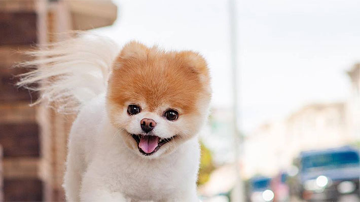 A Los 12 Años Muere Boo El Famoso Pomeranian Considerado El Perro Más Lindo Del Mundo 