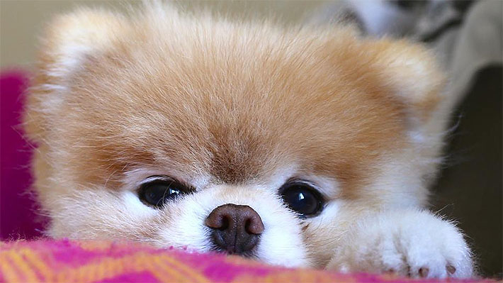 A Los 12 Años Muere Boo El Famoso Pomeranian Considerado El Perro Más Lindo Del Mundo 