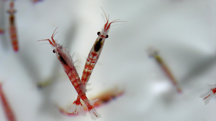 El cambio climático está limitando la población de krill a las costas antárticas