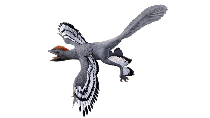 La evolución de las plumas en un pequeño dinosaurio que habitó China podría ser la clave para entender el origen del vuelo