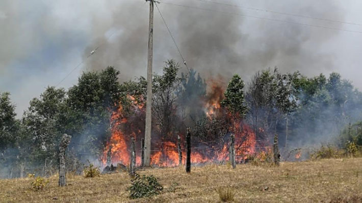 Confirman segunda víctima fatal por incendios forestales en La Araucanía y hay detenido un sospechoso de iniciar siniestro
