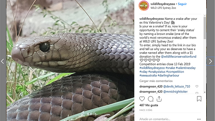 El concurso de un zoológico australiano que ofrece poner el nombre de un ex a su serpiente más venenosa