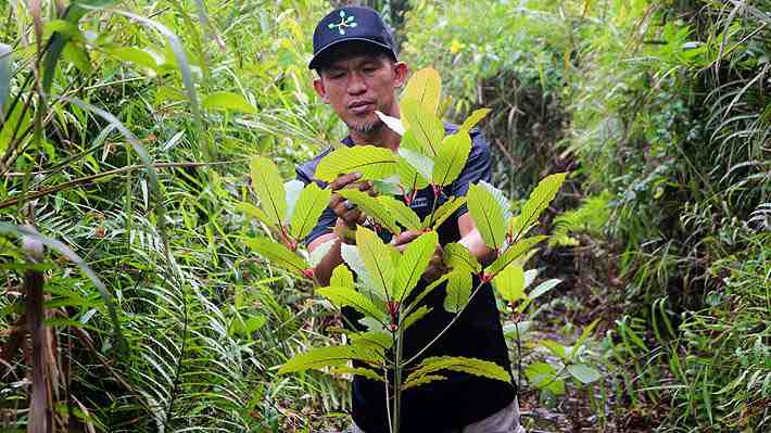 ¿Droga o medicamento milagroso? El kratom, el arbusto indonesio que las autoridades de EE.UU, tienen en la mira