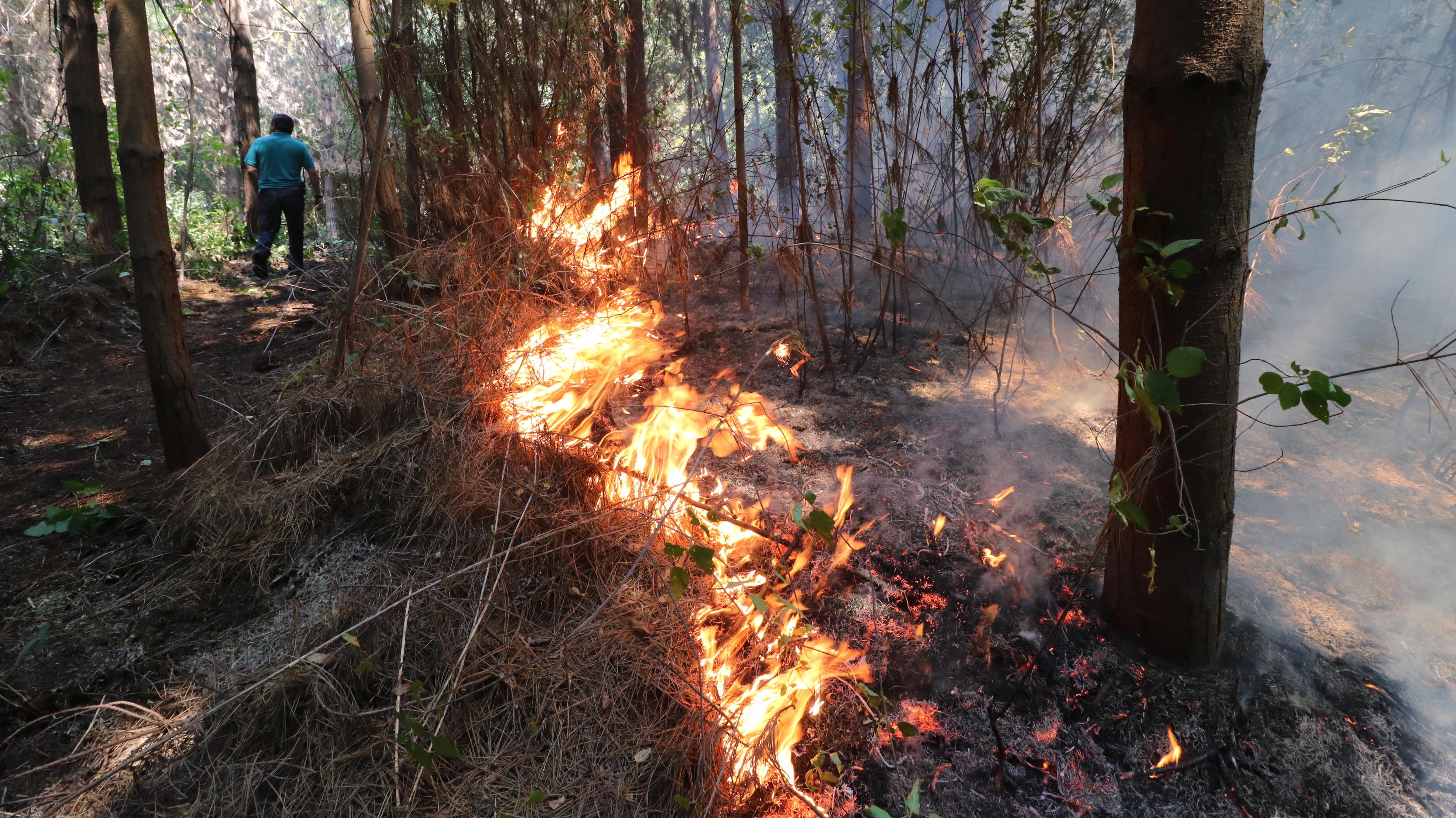 Onemi declara Alerta Roja para dos comunas de la región del Ñuble por incendios forestales