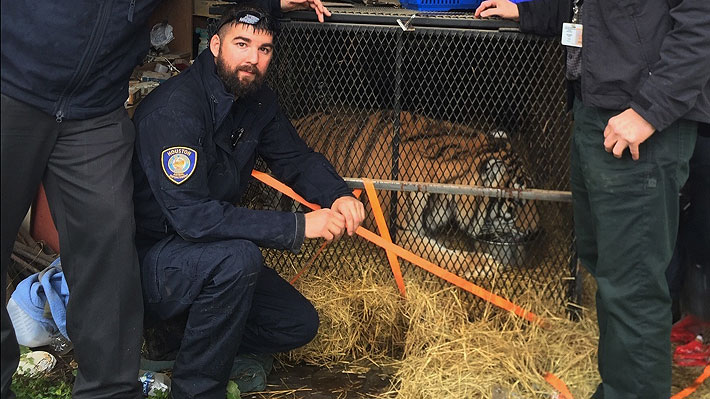 Mujer entró a una casa abandonada en Houston y se llevó una gran sorpresa: había un tigre encerrado en una jaula