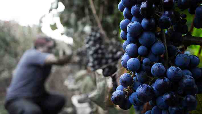 Uvas envenenadas: A 30 años de la denuncia que puso en jaque al agro y tensionó la relación con EE.UU.