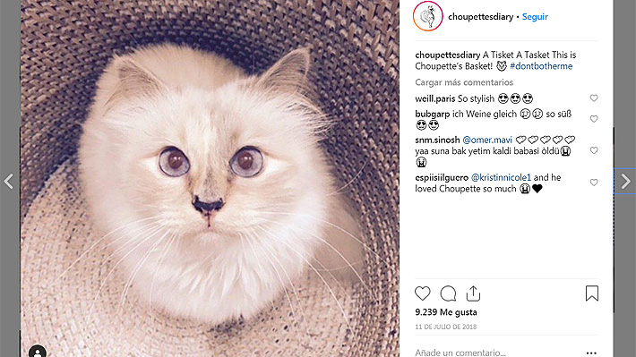 Choupette, la querida gata de Karl Lagerfeld, ¿heredera de la millonaria fortuna del diseñador?