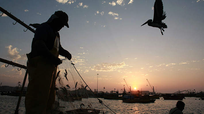 Pesqueras se ven afectadas por el cambio climático: Según un estudio las especies marinas han disminuido un 35%