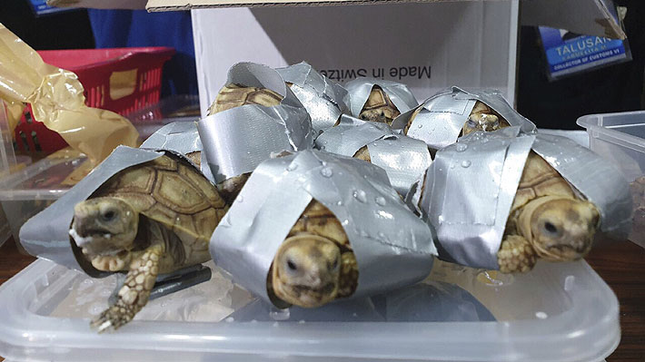 Encuentran más de 1.500 tortugas exóticas en maletas abandonadas en aeropuerto de Filipinas