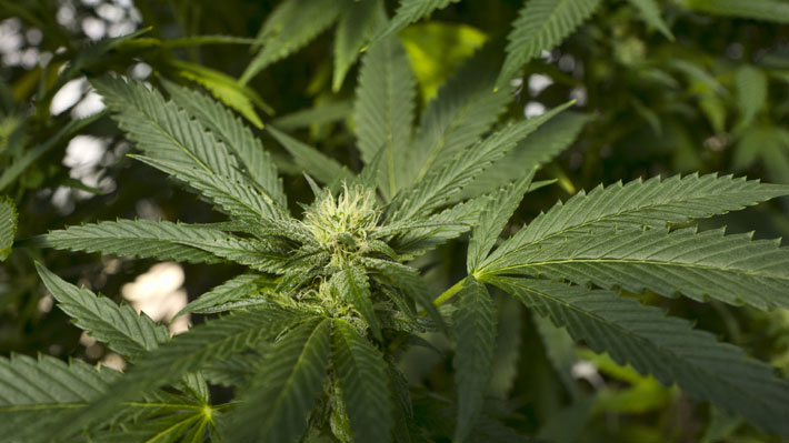 Informe de la ONU alerta sobre la banalización del consumo de cannabis en el mundo