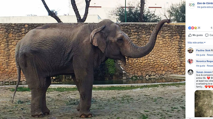 Flavia, "la elefanta más triste del mundo", murió tras vivir 43 de sus 47 años encerrada en un zoológico