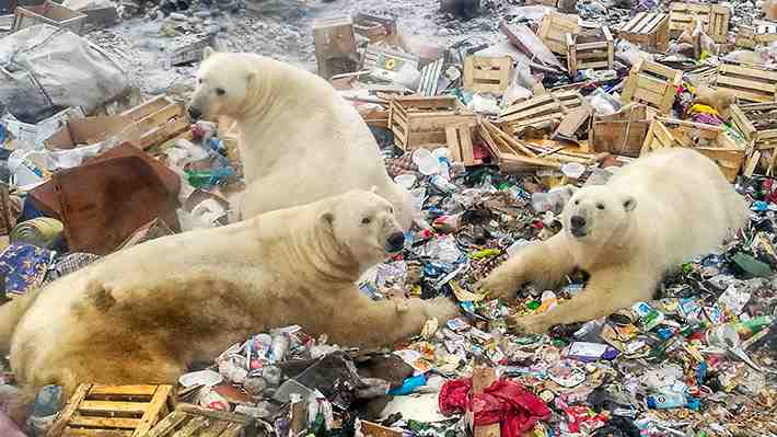 Galería: la problemática de los osos polares amenazados por la creciente presencia humana en el Ártico ruso