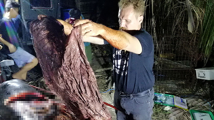 Ballena que varó y murió en una playa en Filipinas tenía 40 kilogramos de plástico en su estómago
