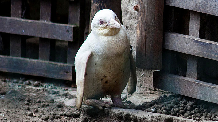 Pingüino albino sorprende a visitantes de un zoológico en Polonia: su nacimiento se había mantenido en secreto