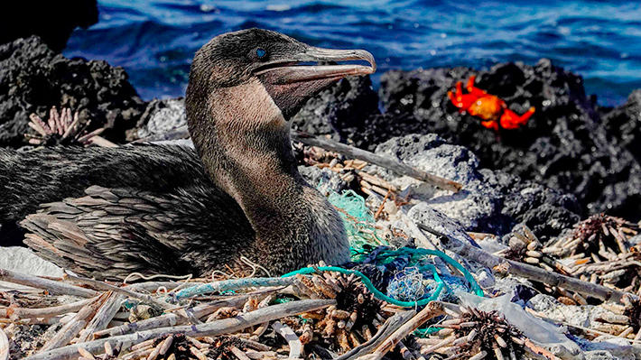 Galería: El “gran monstruo” del plástico amenaza el paraíso ecológico de Galápagos