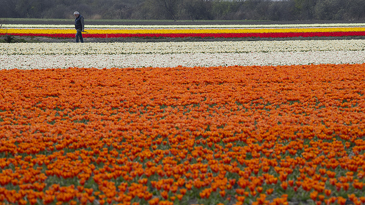 Productores de tulipanes en Holanda protegen sus flores ante la masiva llegada de turistas buscando selfies