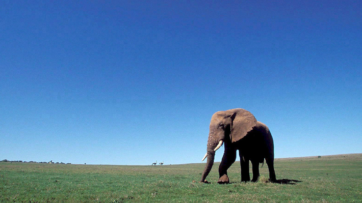 Elefante mató a cazador de rinocerontes en Sudáfrica: Sus restos fueron  devorados por leones 