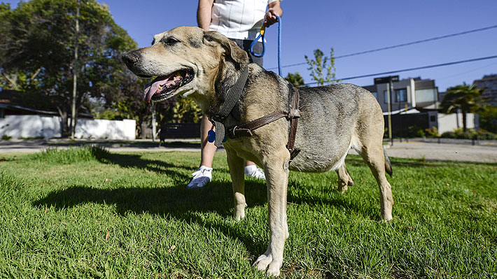 ¿Cuál es tu postura frente a la tenencia de mascotas en departamentos o casas?