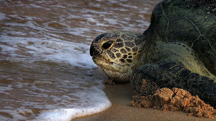 Triste imagen de una tortuga marina evidencia cómo el hombre ha invadido el hábitat de muchas especies