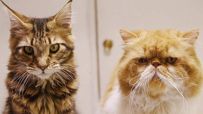 Catzilla, la tendencia que tiene a cientos de gatos con una nueva apariencia "aterradora"