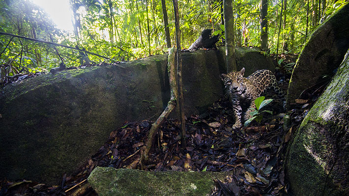 Fotógrafo capta inéditas imágenes en alta resolución de jaguares en su  hábitat natural cerca del Amazonas 