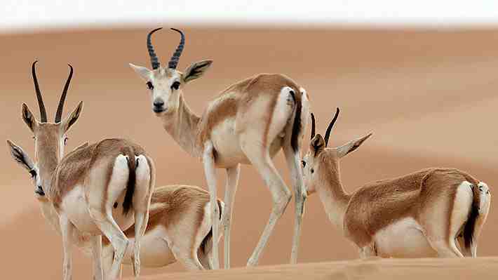 Namibia subastará mil animales salvajes que podrían morir de hambre debido a la sequía que afecta a parques nacionales