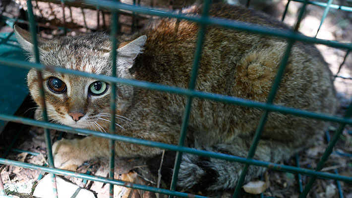 Investigadores revelan la existencia de una nueva especie de felino: el "gato-zorro"