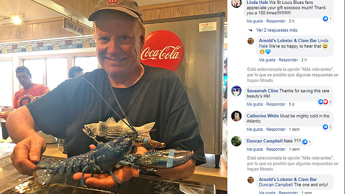 Restaurante de Massachusetts recibe una inusual langosta azul: dueño no la cocinó y la donó a un acuario