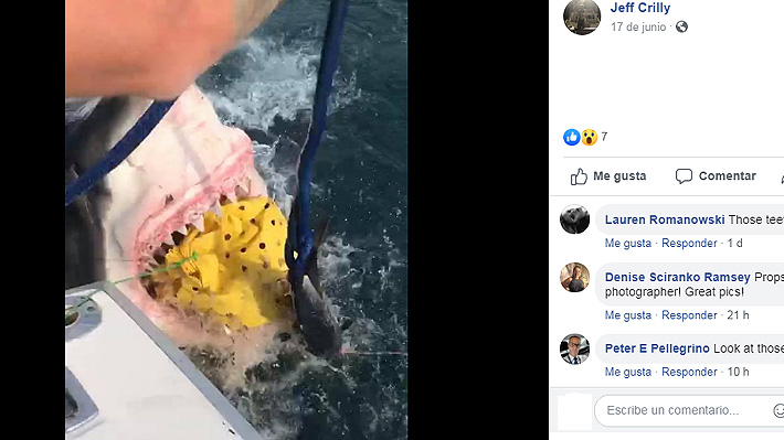 Video: Enorme tiburón blanco sorprende a pescadores comiéndose su carnada