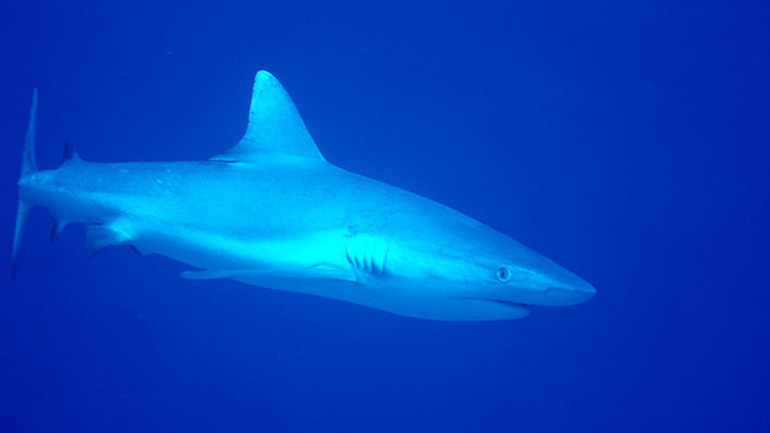 Joven estadounidense que hacía esnórquel murió tras ser atacada por tres tiburones en las Bahamas