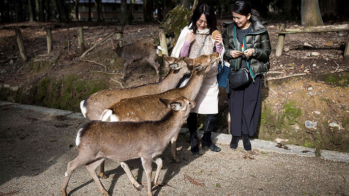 Nueve ciervos de conocido parque japonés murieron tras comer plástico: uno tenía 4,3 kilos en su estómago