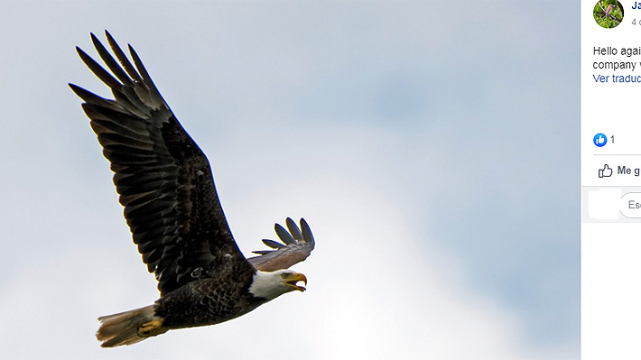 Fotógrafo captura el momento en que águila calva vuela con un pájaro en su espalda: "Hablé con la naturaleza y me respondió"