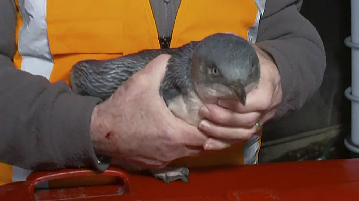 Policía de Nueva Zelanda "desaloja" a pareja de pingüinos que eligió un puesto de sushi para anidar