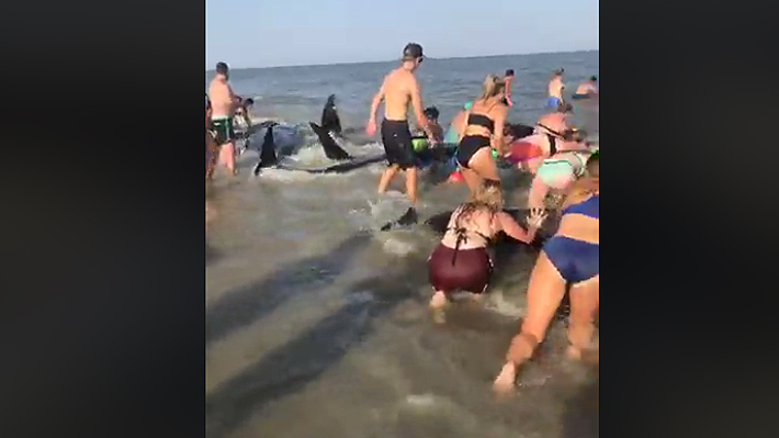 Video: Decenas de bañistas ayudan a salvar a más de 20 ballenas que vararon en una playa de Georgia
