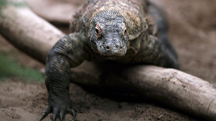 Indonesia cerrará la isla de Komodo para recuperar el hábitat de sus dragones muy perjudicado por el turismo masivo