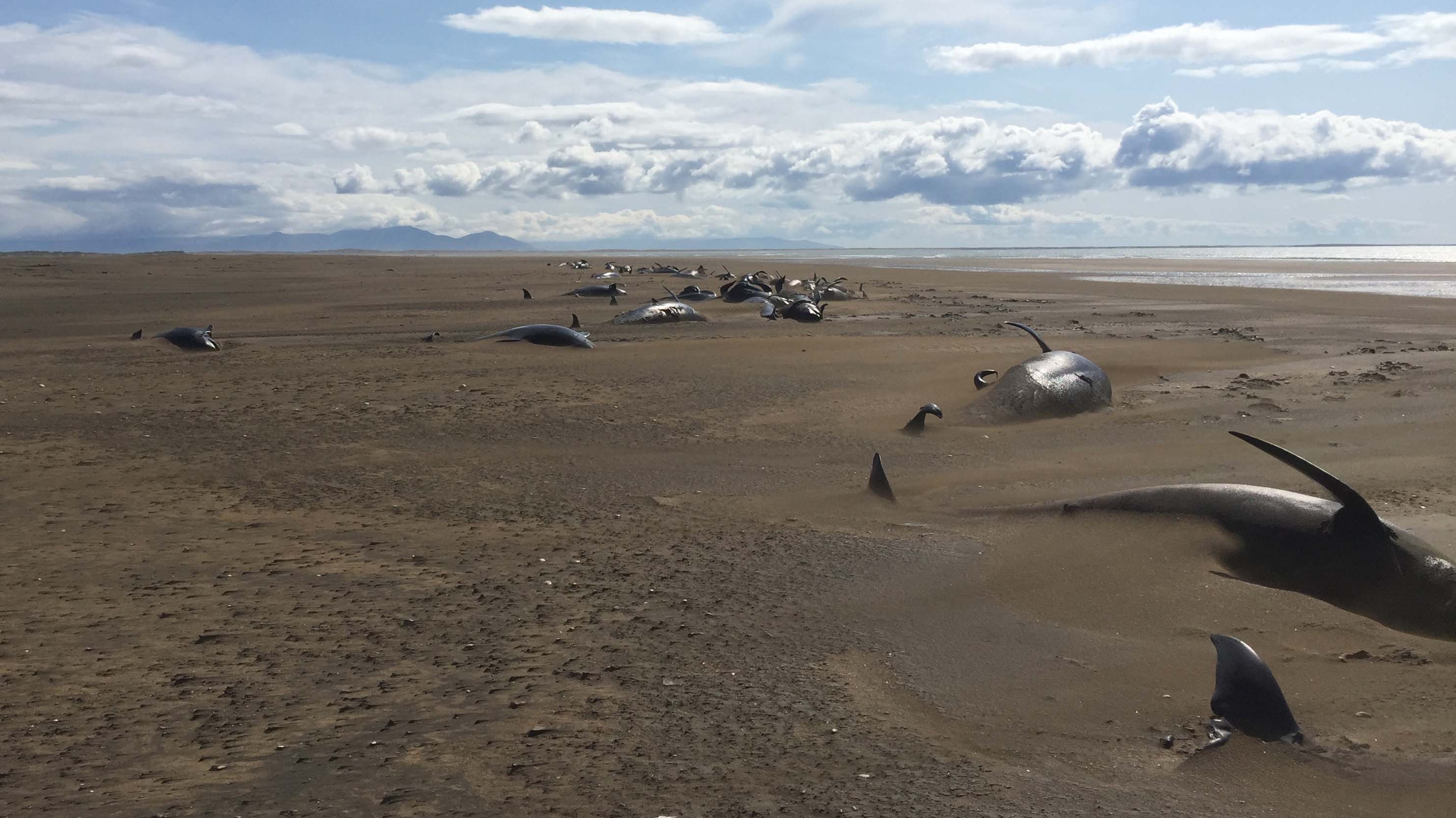 Turistas que paseaban en helicóptero descubren 50 ballenas piloto muertas en una playa de Islandia