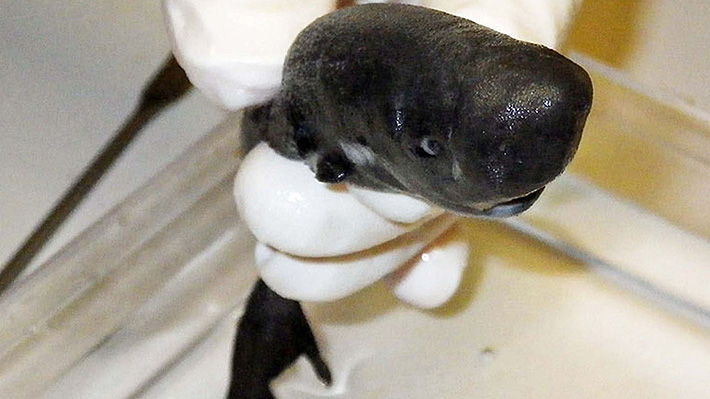 Científicos de EE.UU. descubren una nueva especie de extraño tiburón que brilla en la oscuridad